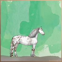 Horse Color:Gray Chocolate Palomino Roan Appaloosa 