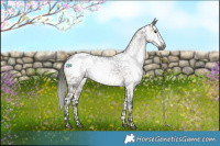 Horse Color:Gray Brown Dun Sabino Blanket Rabicano 