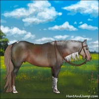 Horse Color:Liver Chestnut Sabino Tobiano 