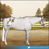 Horse Color:Liver Red Dun Mushroom Varnish Brindle 