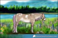 Horse Color:Painted White Spotted Liver Red Dun Rabicano 