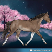 Horse Color:White Spotted Liver Red Dun Sabino Rabicano