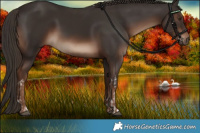 Horse Color:White Spotted Liver Chestnut  and White Spotted Liver Chestnut Rabicano 