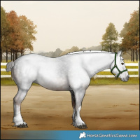 Horse Color:Gray White Spotted Liver Chestnut 