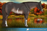Horse Color:Liver Chestnut Sabino Tobiano Rabicano 