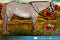 Horse Color:White Spotted Liver Red Dun 
