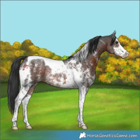 Horse Color:Brown Sabino Tobiano Rabicano 