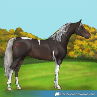 Horse Color:Silver Brown Tobiano 