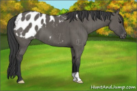 Horse Color:Grullo Appaloosa Brindle 