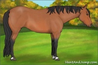 Horse Color:Bay Roan 