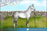 Horse Color:Gray Brown Appaloosa Rabicano 