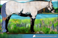 Horse Color:Plaid White Spotted Liver Red Dun Roan