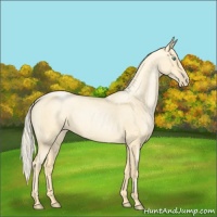 Horse Color:Palomino Roan Pearl  and Palomino Roan Pearl 