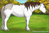 Horse Color:Gray Red Dun Ice Roan Sabino Splash Rabicano 