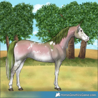 Horse Color:Watercolor White Spotted Liver Red Dun Onyx Sabino 