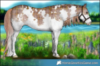 Horse Color:Plaid  White Spotted Liver Red Dun Splash Brindle 