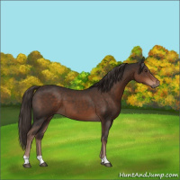 Horse Color:Liver Chestnut