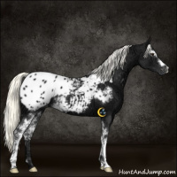 Horse Color:White Spotted Liver Chestnut Ice Mushroom Appaloosa 