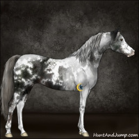 Horse Color:White Spotted Liver Chestnut Ice Mushroom Sabino 