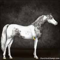Horse Color:White Spotted Liver Chestnut Mushroom Tobiano 