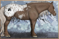 Horse Color:Silver Black Appaloosa