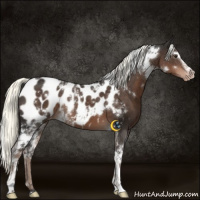 Horse Color:White Spotted Liver Chestnut Mushroom Near Leopard 