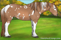 Horse Color:White Spotted Chestnut Tobiano 