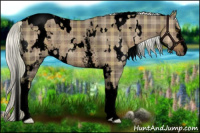 Horse Color:Void Plaid  White Spotted Liver Red Dun Mushroom Rabicano 