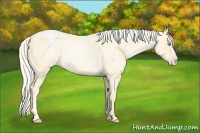 Horse Color:Palomino Roan Pearl  and Palomino Roan Pearl Rabicano 
