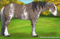 Horse Color:White Spotted Bay Ice 