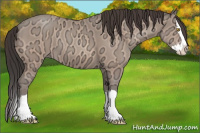 Horse Color:Amber Champagne Ice Sabino Splash 