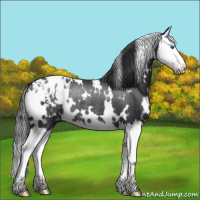 Horse Color:White Spotted Black Splash Appaloosa Rabicano 