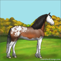 Horse Color:Bay Splash Appaloosa 