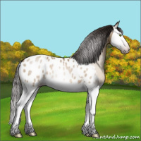 Horse Color:Gray Sable Champagne Dun Splash Near Leopard 