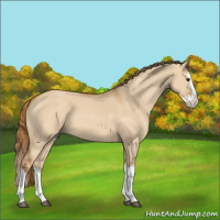 Horse Color:Red Dun Splash 