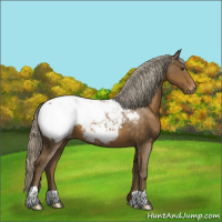 Horse Color:Chocolate Palomino Appaloosa 