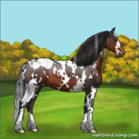 Horse Color:White Spotted Brown Appaloosa 