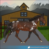 Horse Color:White Spotted Liver Chestnut 