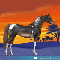 Horse Color:Liver Chestnut Tobiano 