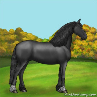 Horse Color:Black 