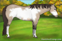 Horse Color:Bay Dun Frame Varnish 