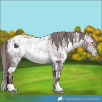 Horse Color:White Spotted Chocolate Brown Chinchilla Ice Appaloosa Rabicano 