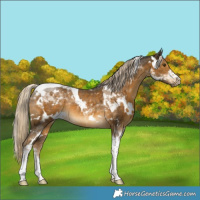 Horse Color:White Spotted Chocolate Palomino Mushroom Tobiano Rabicano 