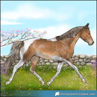 Horse Color:Chocolate Palomino Tobiano 
