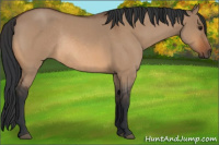 Horse Color:Bay Roan Dun Rabicano 