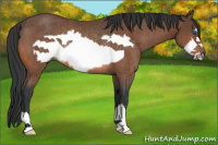Horse Color:Bay Frame Rabicano 