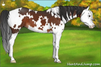 Horse Color:White Spotted Brown Splash 
