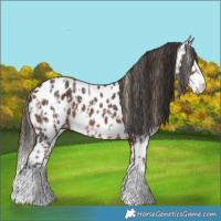 Horse Color:Liver Chestnut Sabino Splash Appaloosa  and Bay Sabino Splash Appaloosa 
