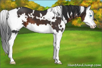 Horse Color:White Spotted Brown Splash 