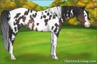 Horse Color:Brown Splash Tobiano Appaloosa 